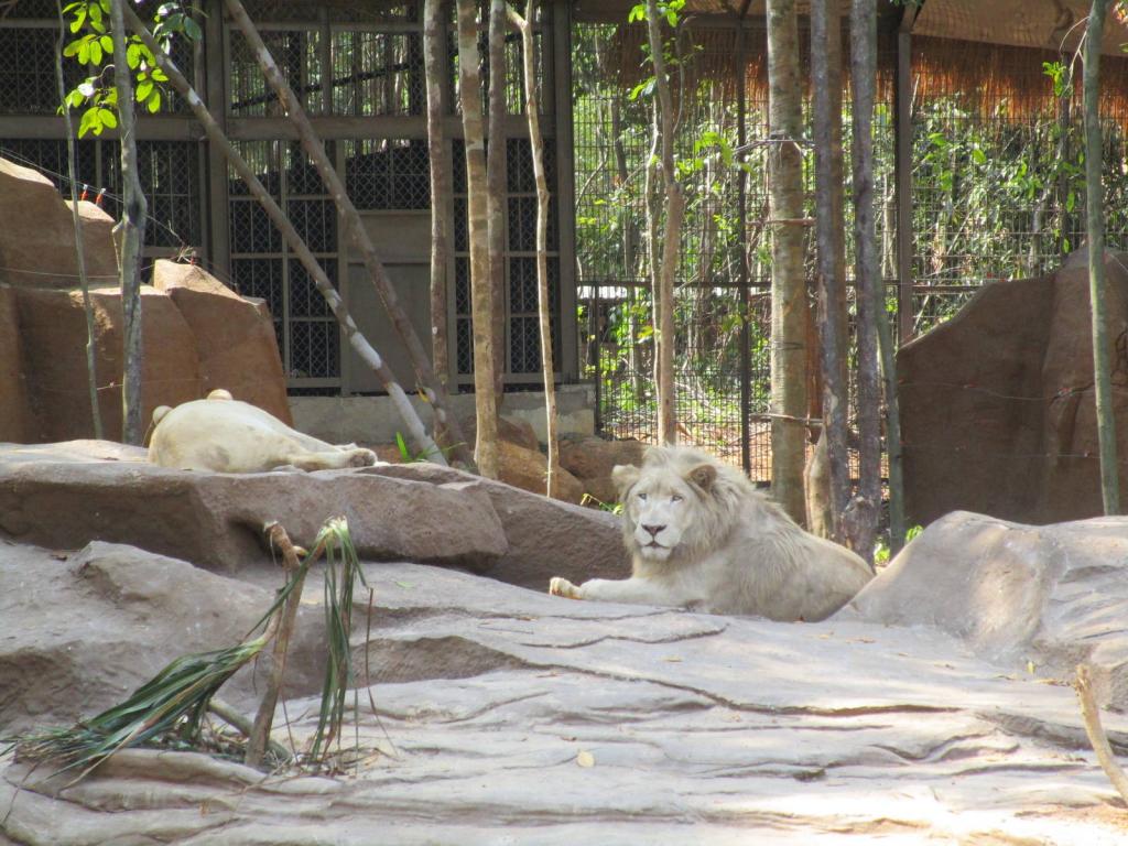 the amazing white lion at the vinpearl zoo