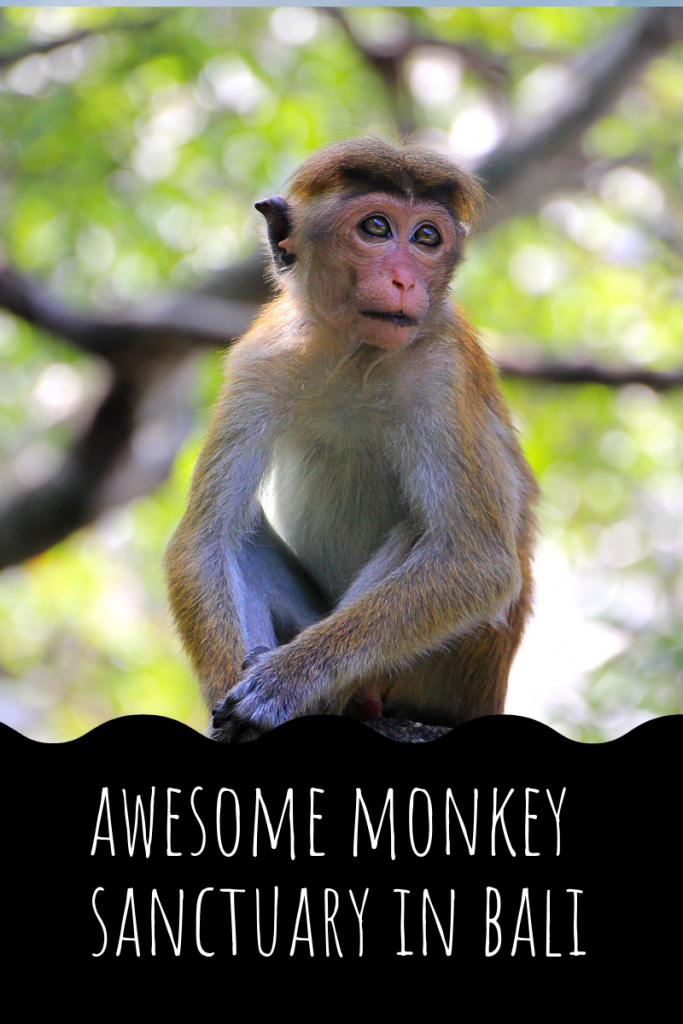 monkey forest ubud bali,monkey forest bali,monkey forest bali cost,ubud monkey forest bali ,sacred monkey forest bali ,bali ubud monkey forest ,monkey forest bali ubud, monkey forest bali entrance fee