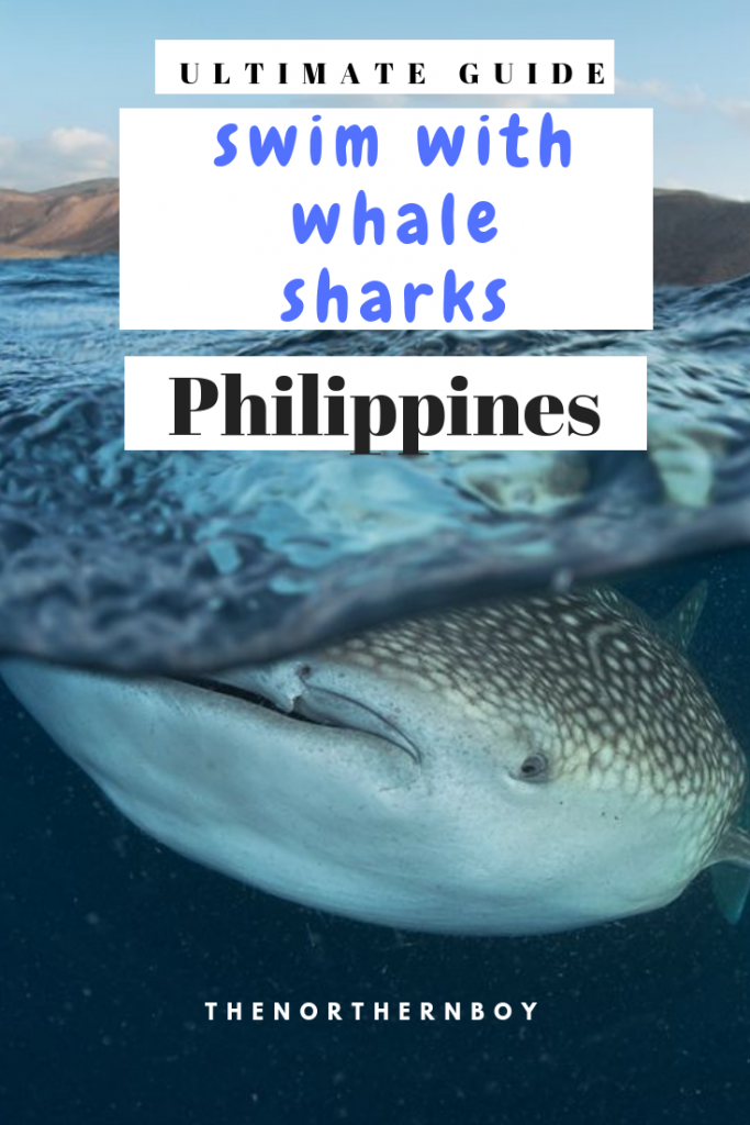 oslob whale sharks price and schedule