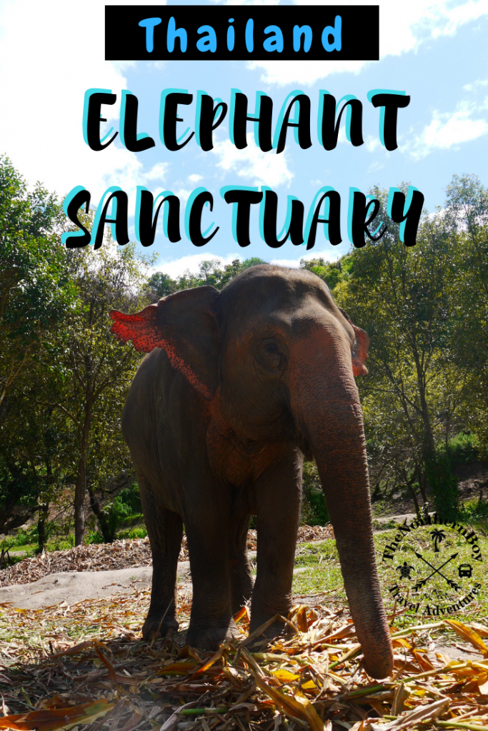 elephant sanctuary phuket, phuket elephant sanctuary, elephant jungle sanctuary phuket, green elephant sanctuary phuket, phuket elephant jungle sanctuary, green elephant sanctuary park phuket, elephant sanctuary thailand phuket, best elephant sanctuary phuket, phuket elephant sanctuary reviews