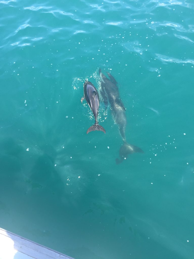 its worth the price for the dolphin experience in Kaikoura