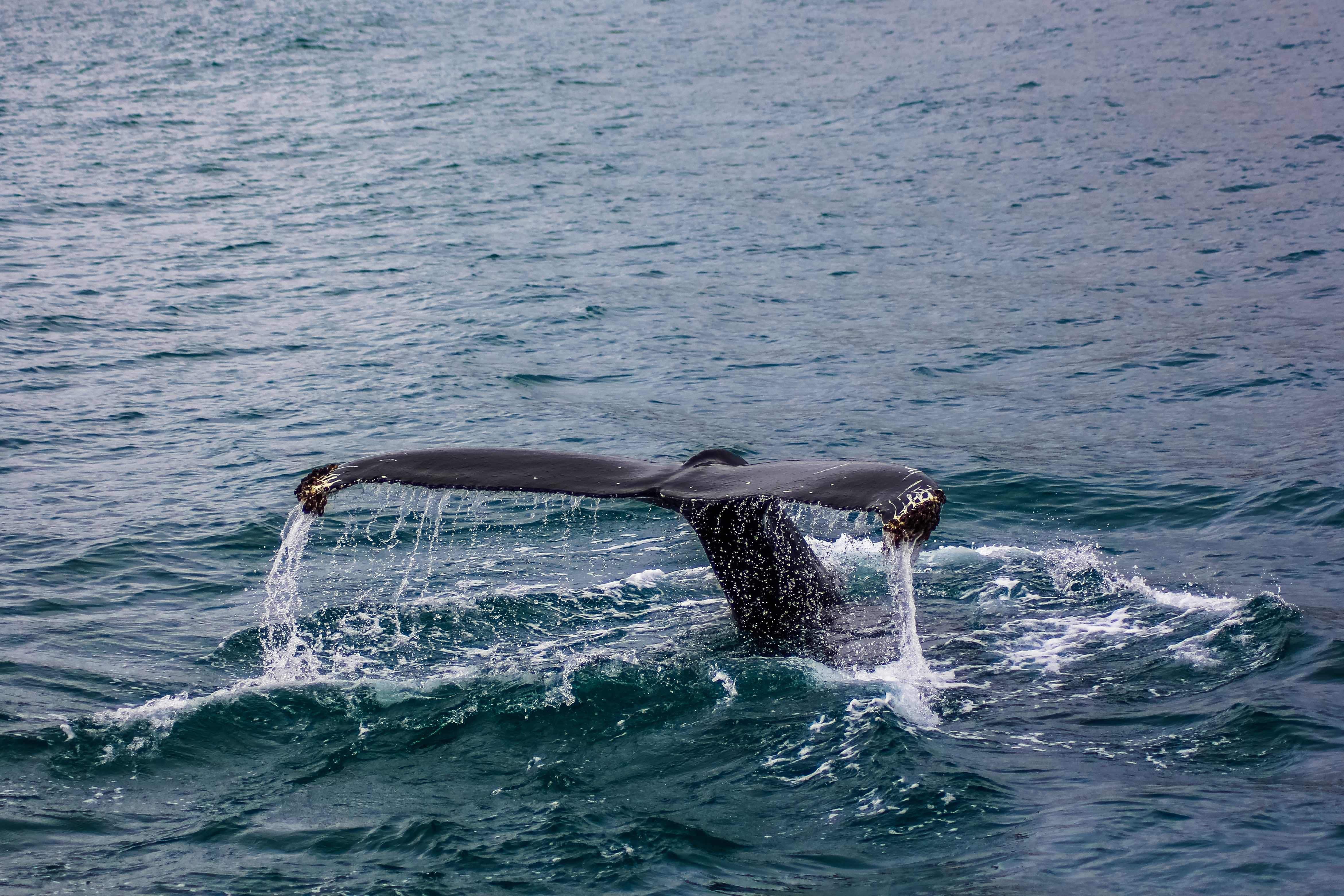 Whale watching by boat in Kaikoura