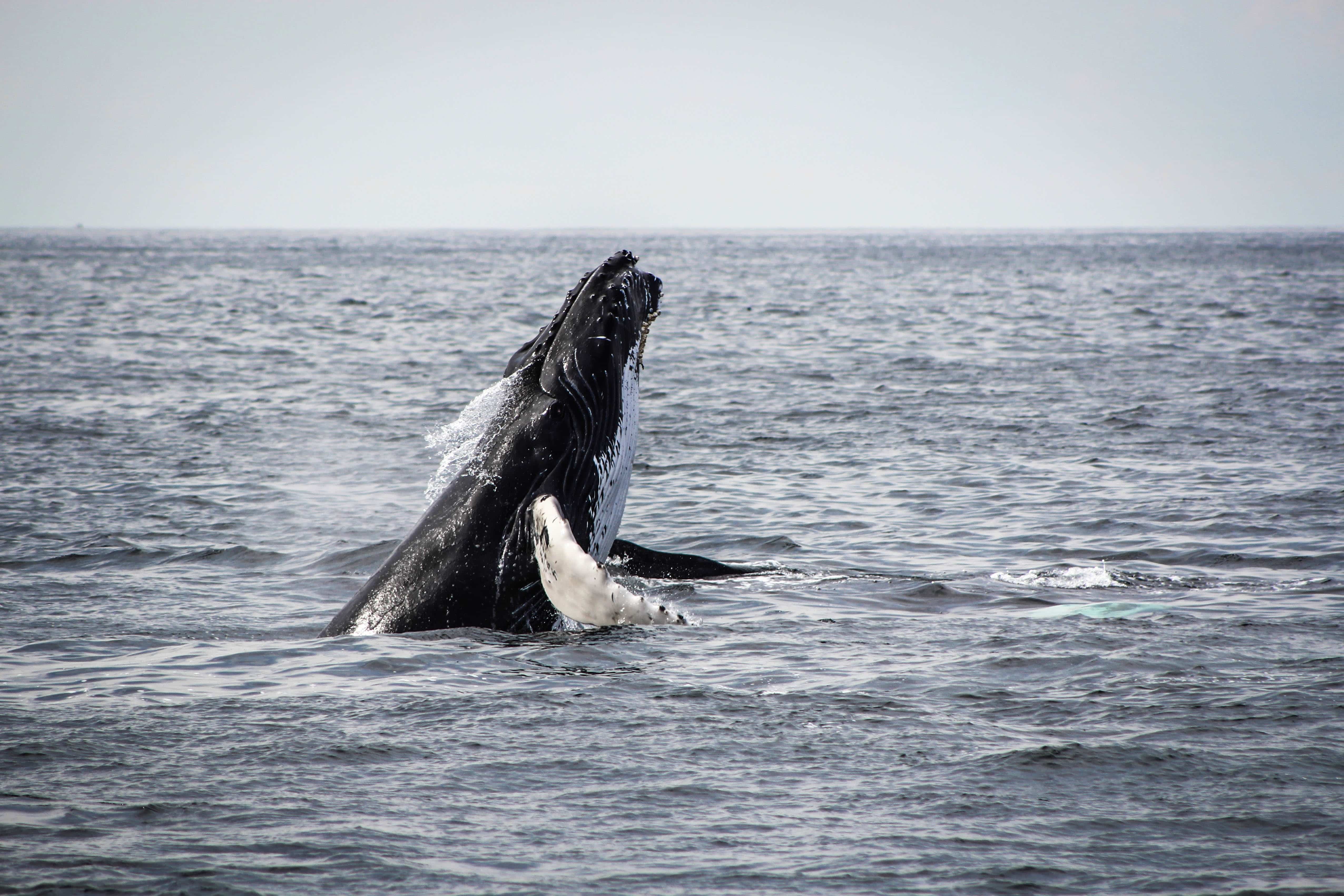 kaikoura, whale watch kaikoura, kaikoura whale watching, whale watching in kaikoura, kaikoura road, kaikoura whale watch, whale watching boat or plane?
