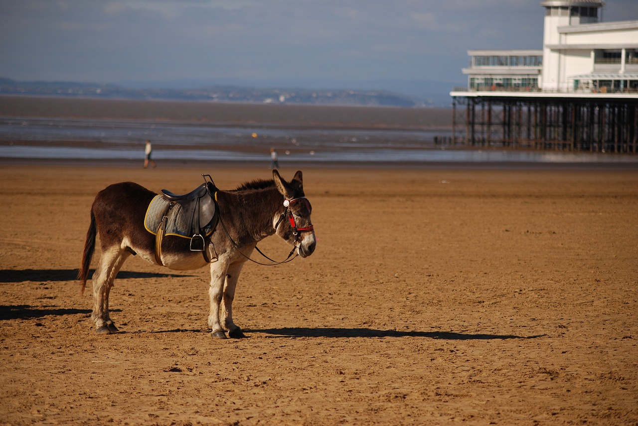 Beach Donkey Saddle Pier Summer - johnnyhypno / Pixabay