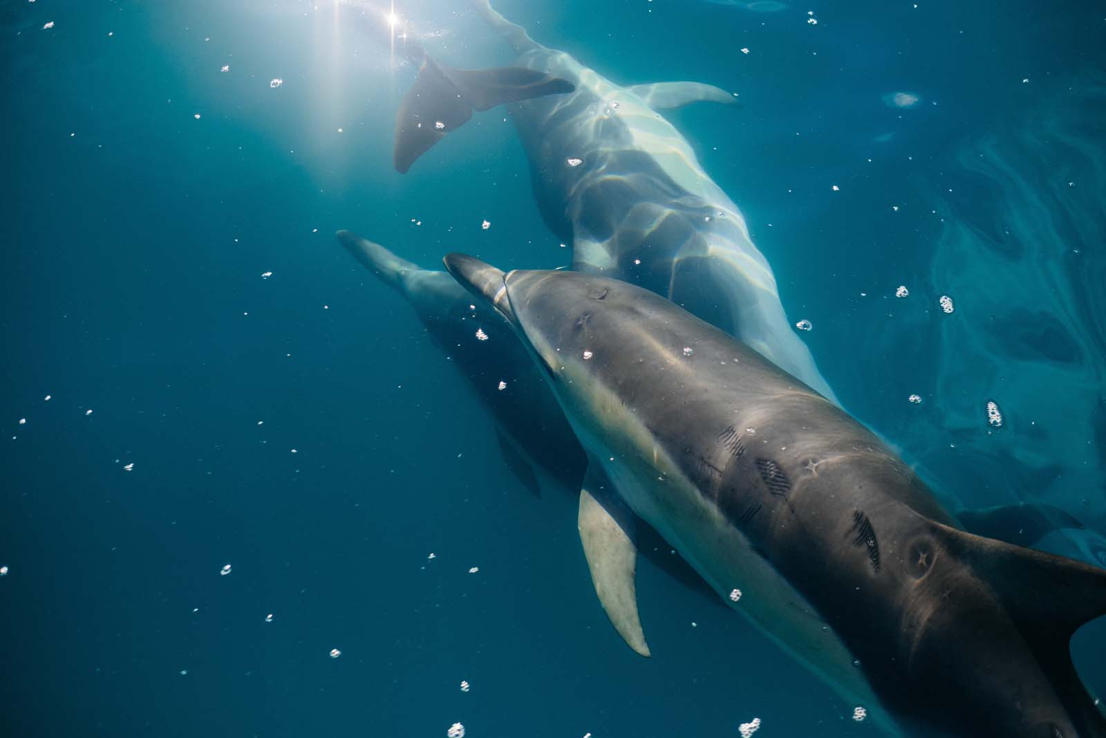 dolphin encounter kaikoura, kaikoura dolphin swim, green dolphin kaikoura, dolphin swim kaikoura, kaikoura dolphin, dolphin swimming kaikoura, whale watch kaikoura