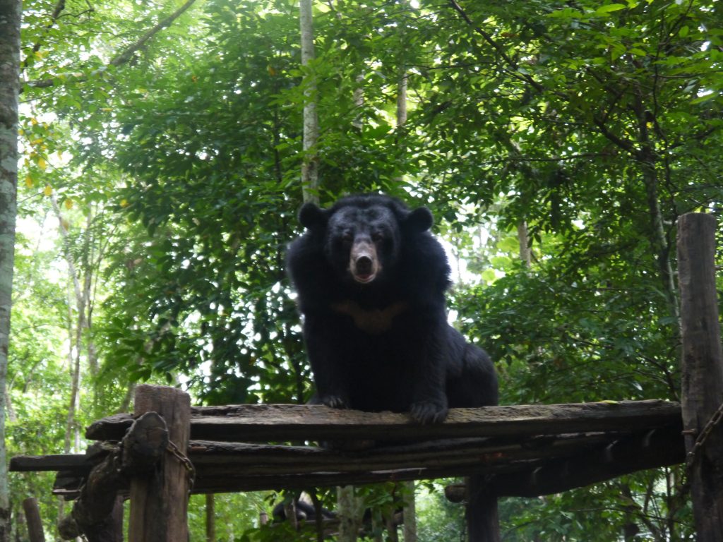 how to do the Kuang Si Falls in Luang Prabang bear sanctuary 