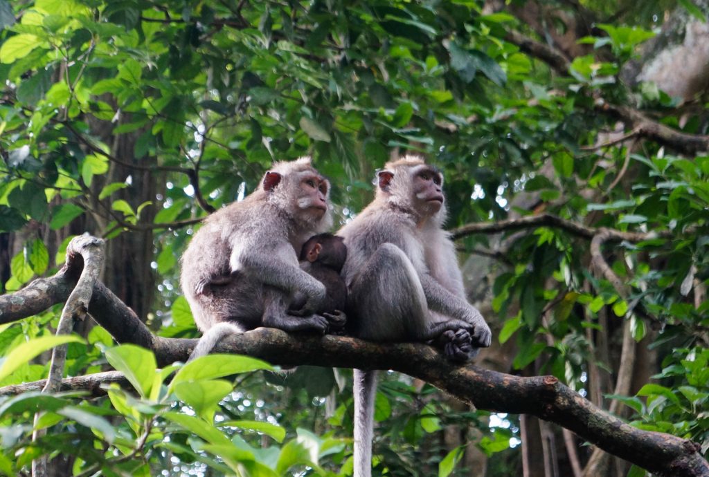 bali monkey forest