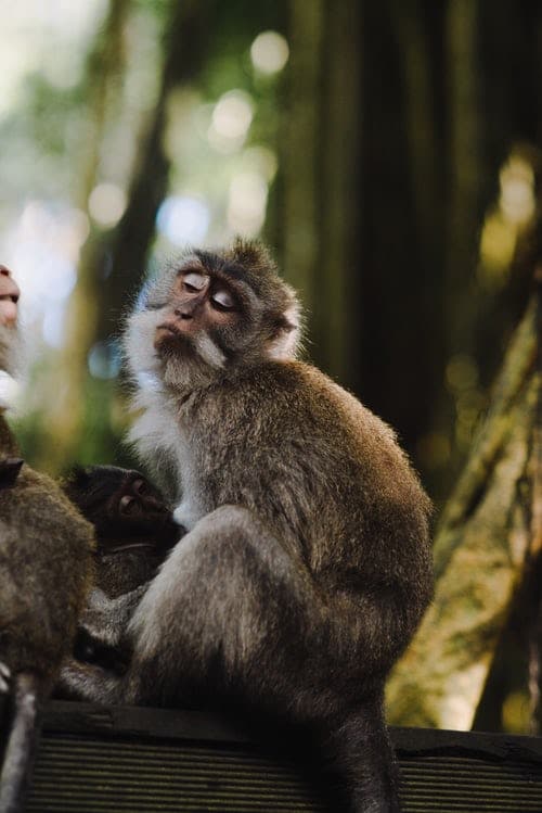 baby monkey eating a banana