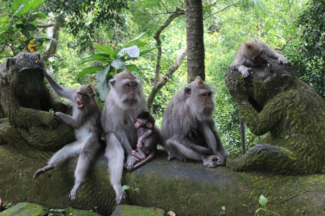 monkey forest bali, ubud bali monkey forest,monkey forest bali cost,ubud monkey forest bali ,sacred monkey forest bali ,bali ubud monkey forest ,monkey forest bali ubud,bali