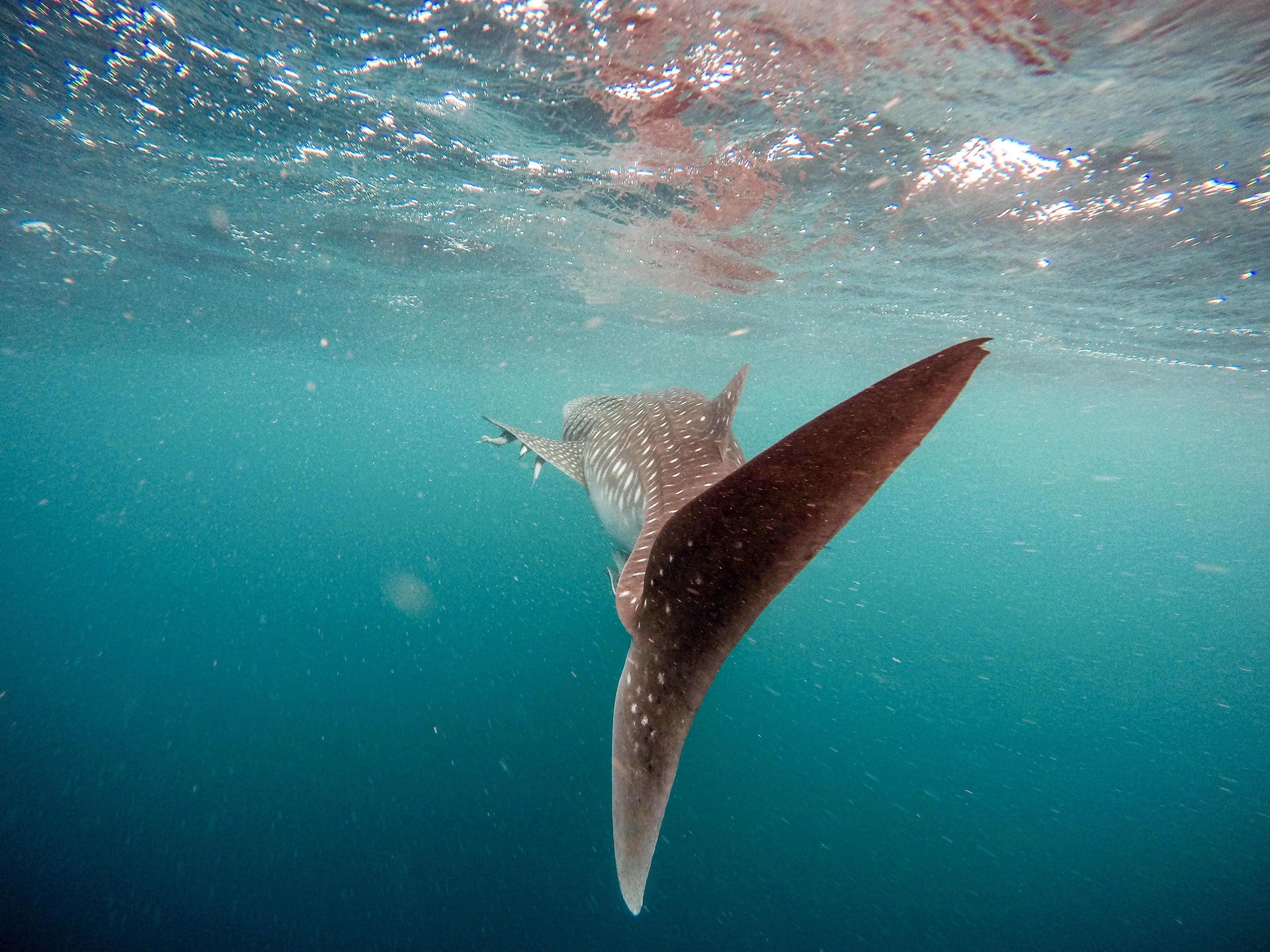 whale shark package oslob, whale shark watching schedule oslob ,whale shark watching rates, best place to swim with whale sharks in philippines, oslob whale shark price, oslob whale shark reservation