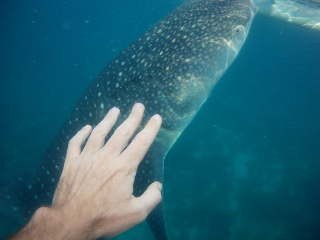 snorkelling and diving with the whale sharks in Oslob