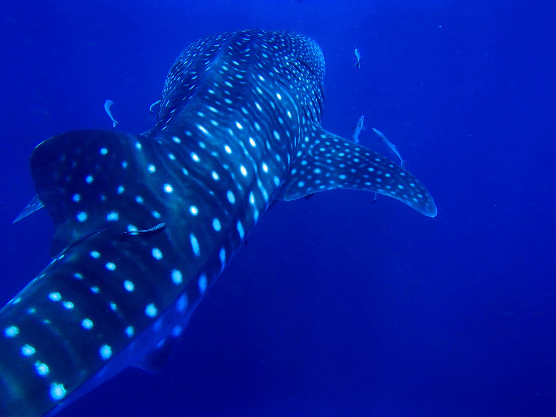 whale sharks in oslob tour swimming