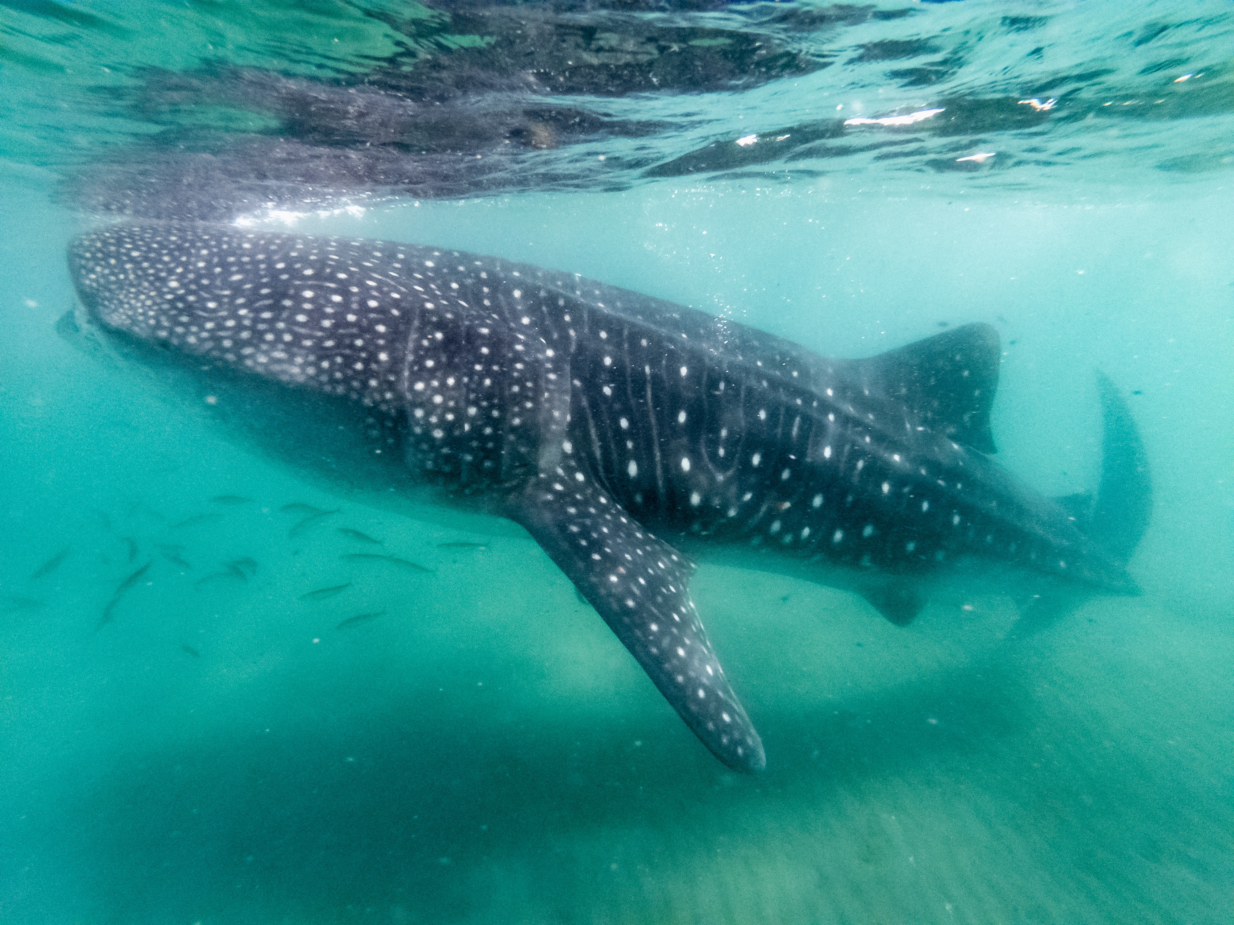 whale shark package oslob, whale shark watching schedule oslob ,whale shark watching rates, best place to swim with whale sharks in philippines, oslob whale shark price, oslob whale shark reservation