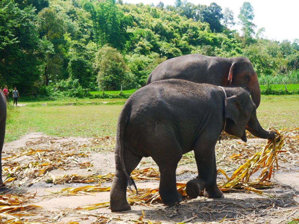 amazing time, so good at the elephant sanctuary in Phuket