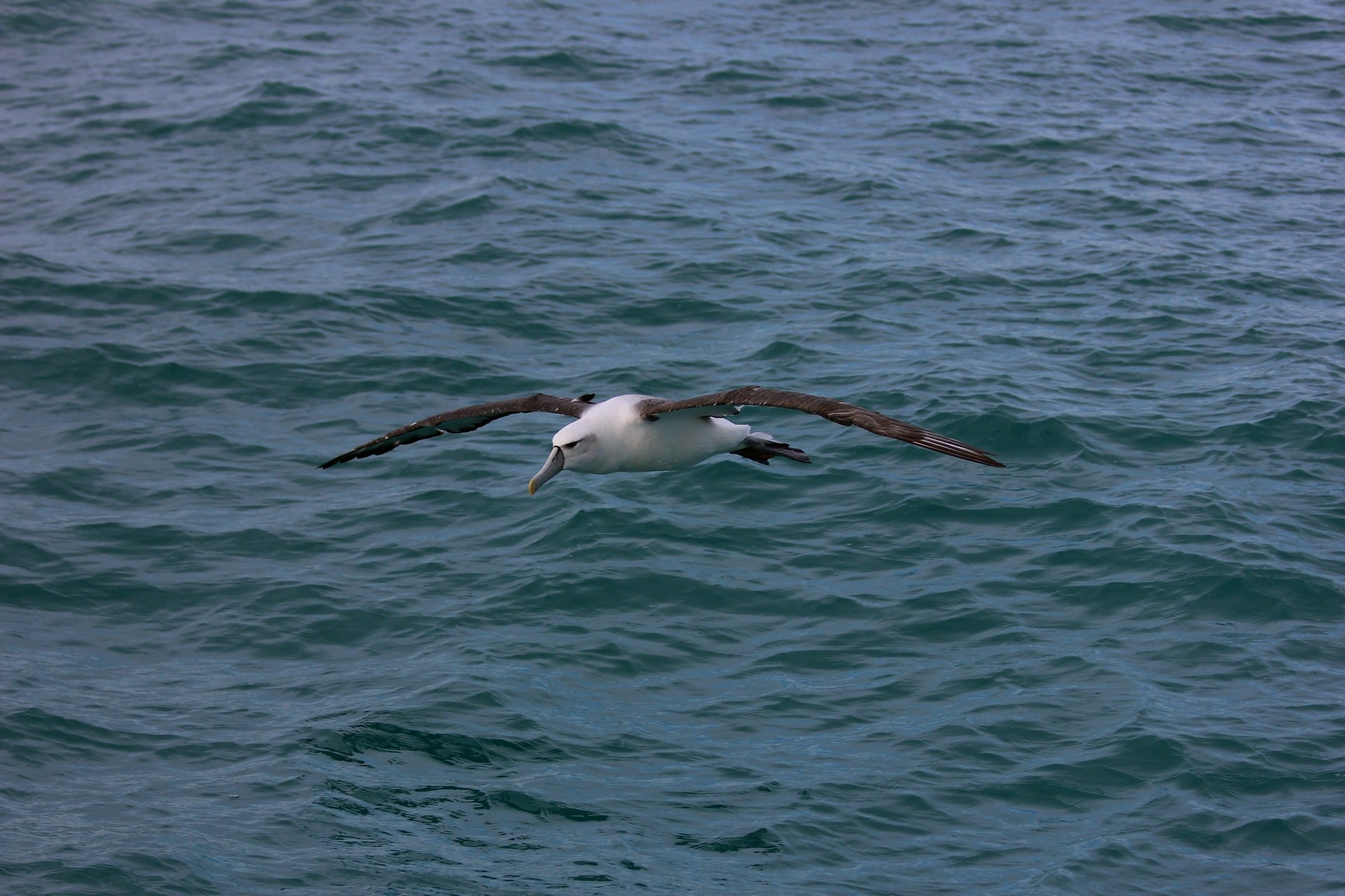 dolphin encounter kaikoura, albatross encounter kaikoura