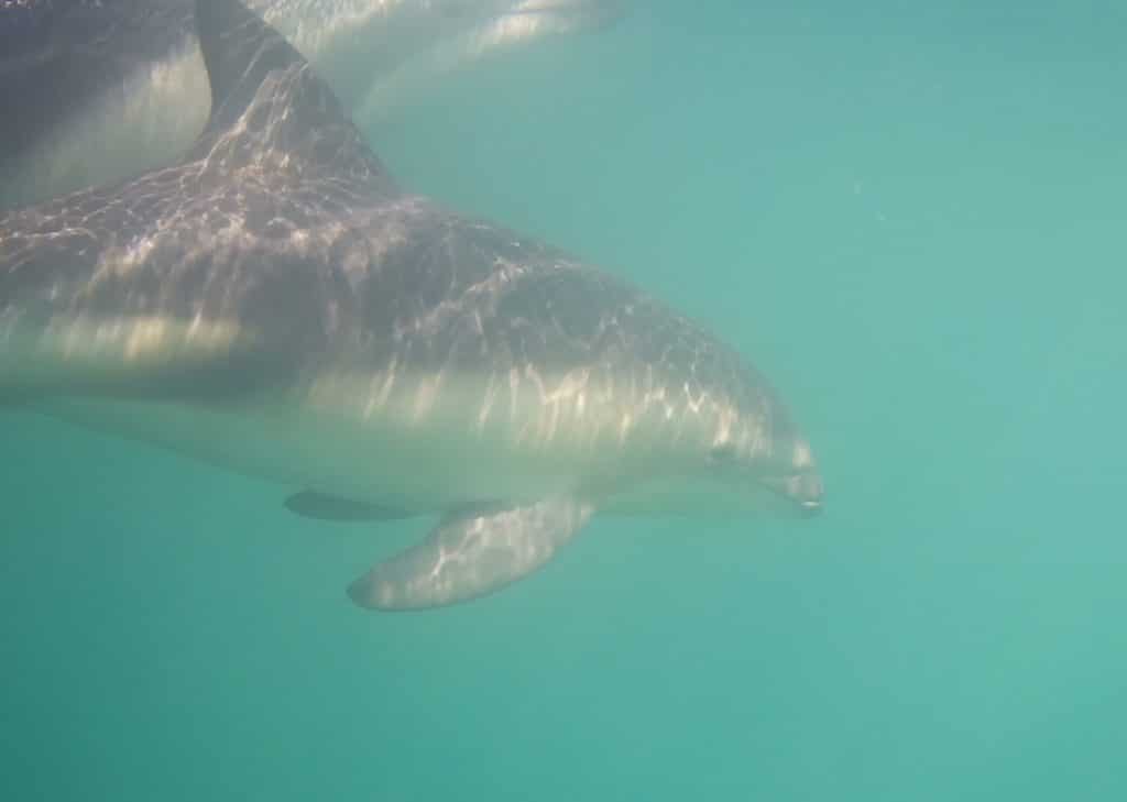 booking the Kaikoura dolphin swimming tour