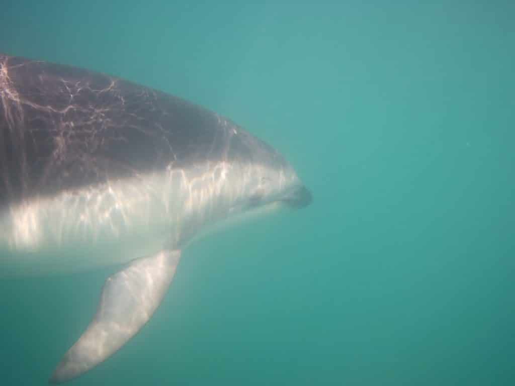 swimming with the dolphins in Kaikoura