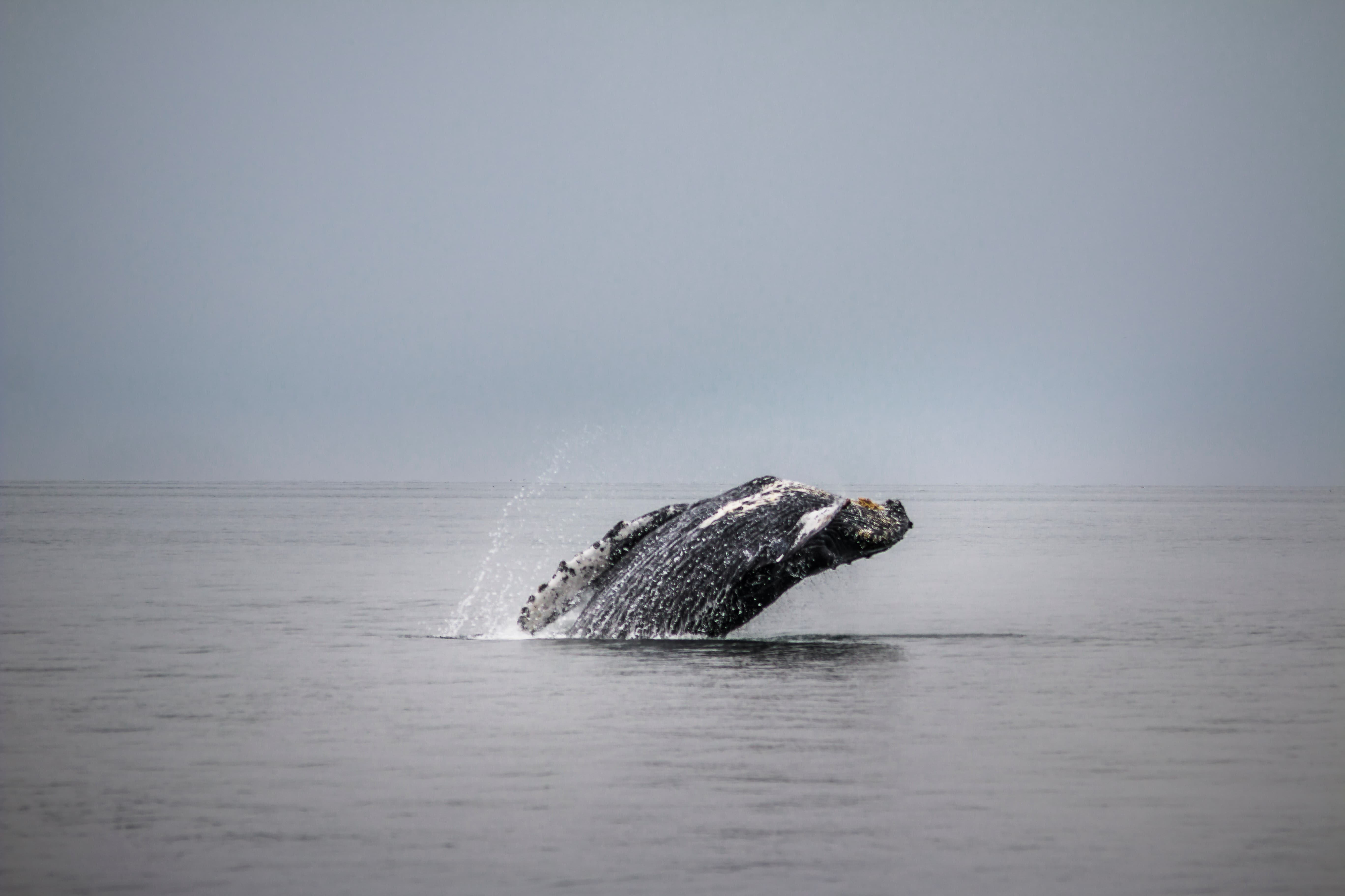 whale watching season in Kaikoura New Zealand