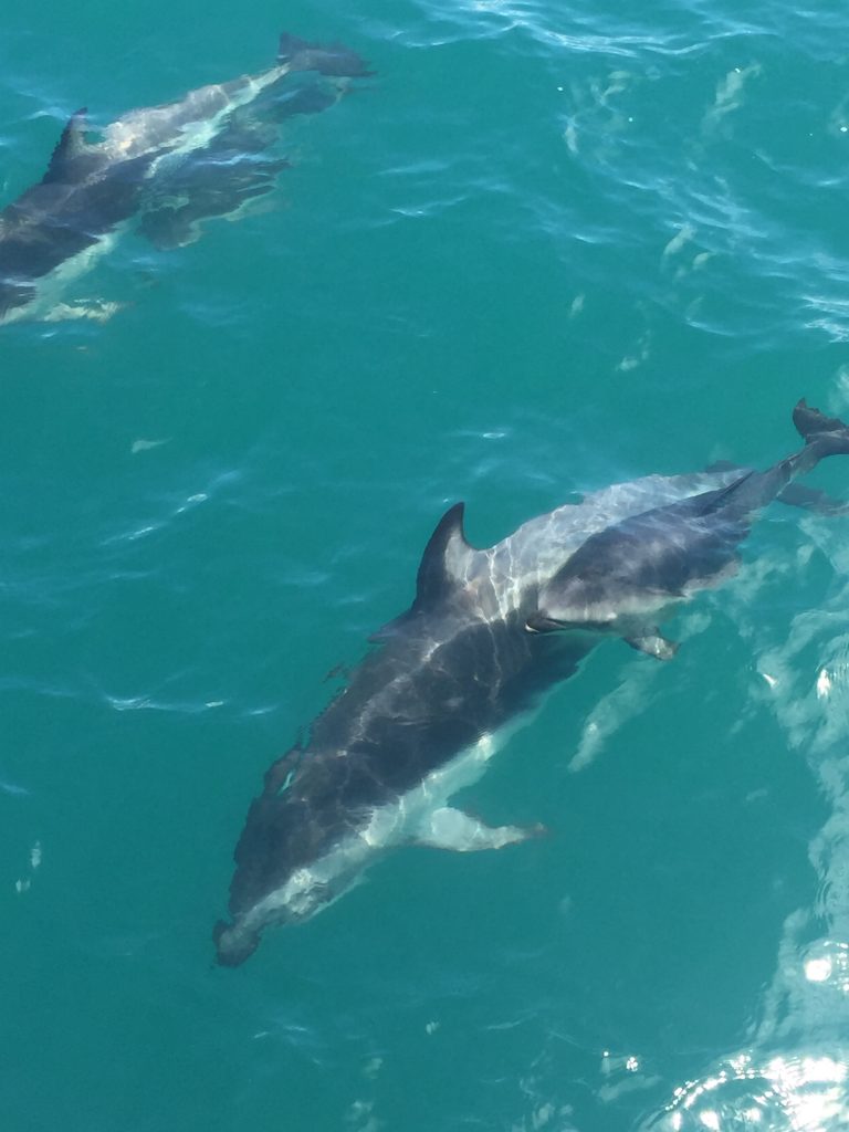 dolphin encounter kaikoura, kaikoura dolphin swim, green dolphin kaikoura, dolphin swim kaikoura, kaikoura dolphin, dolphin swimming kaikoura, whale watch kaikoura