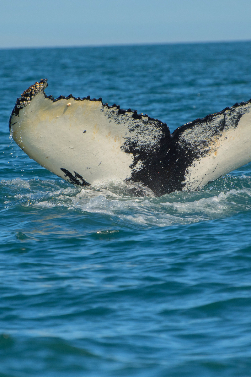 ULTIMATE WHALE WATCHING IN KAIKOURA TOUR - Thenorthernboy
