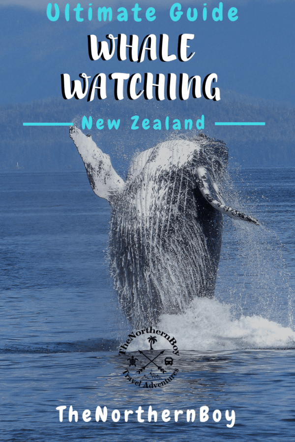 ULTIMATE WHALE WATCHING IN KAIKOURA TOUR - Thenorthernboy