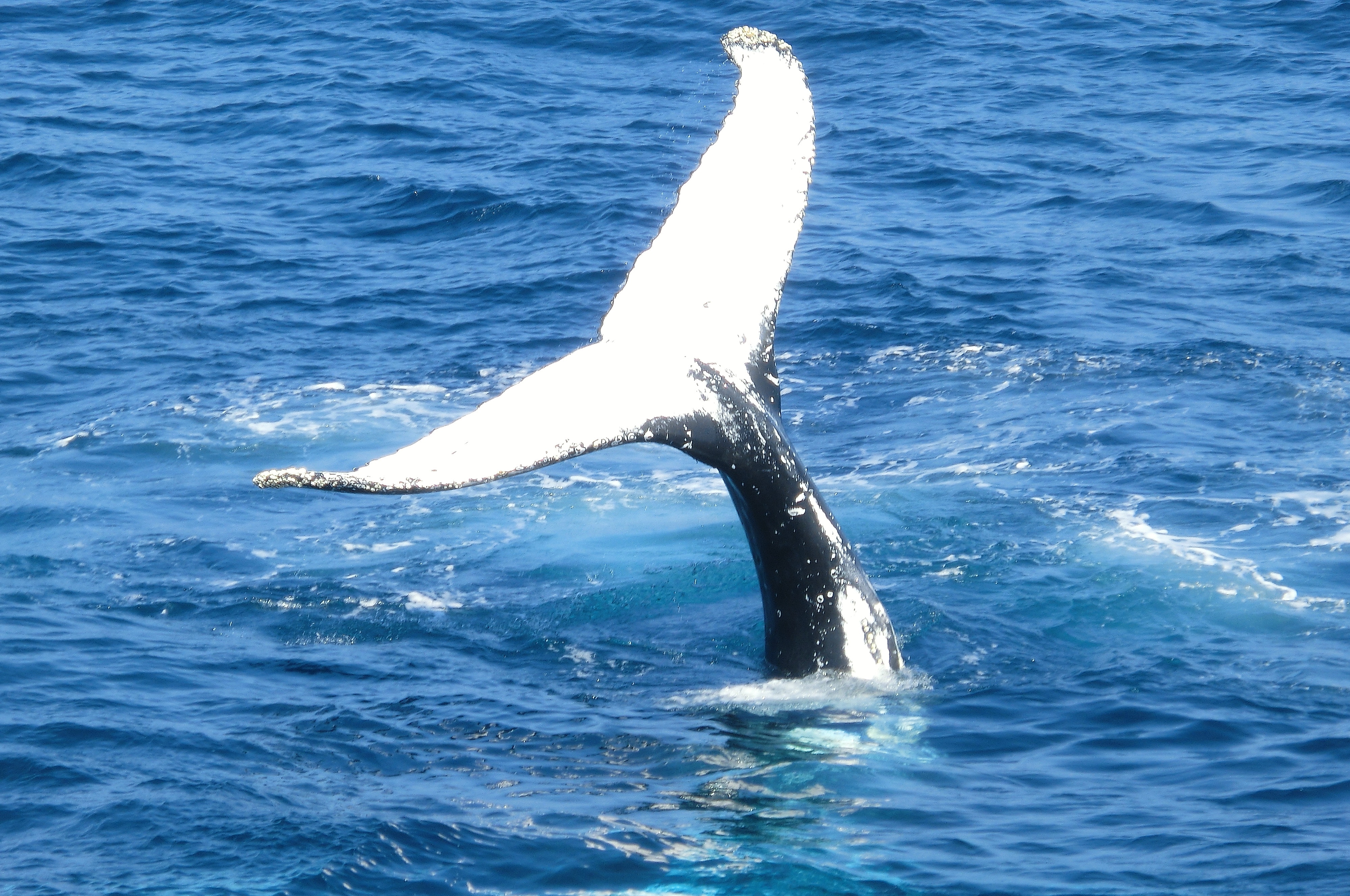 kaikoura, whale watch kaikoura, kaikoura whale watching, whale watching in kaikoura, kaikoura road, kaikoura whale watch, whale watching boat or plane?
