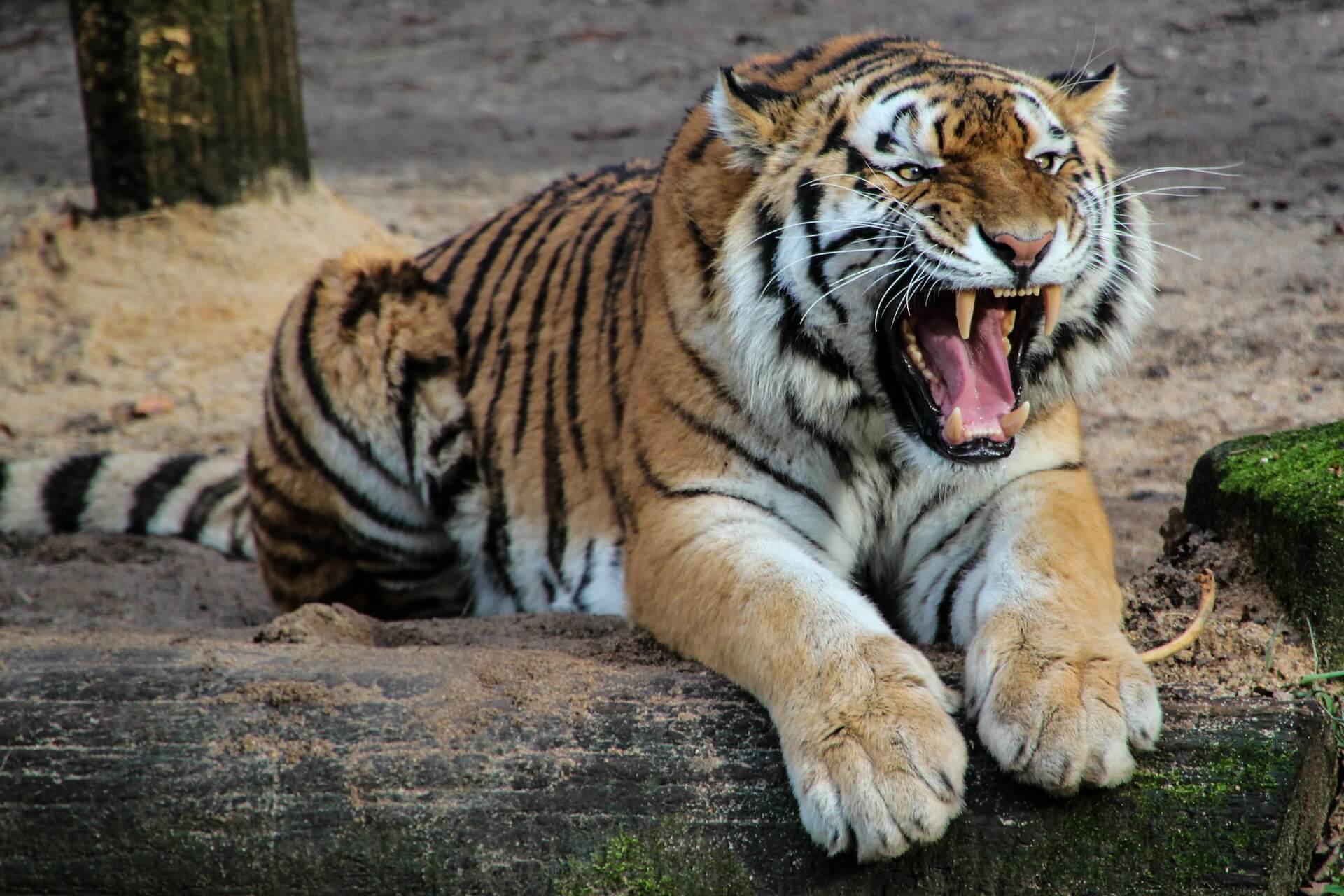 photo of the tiger at Edmonton zoo