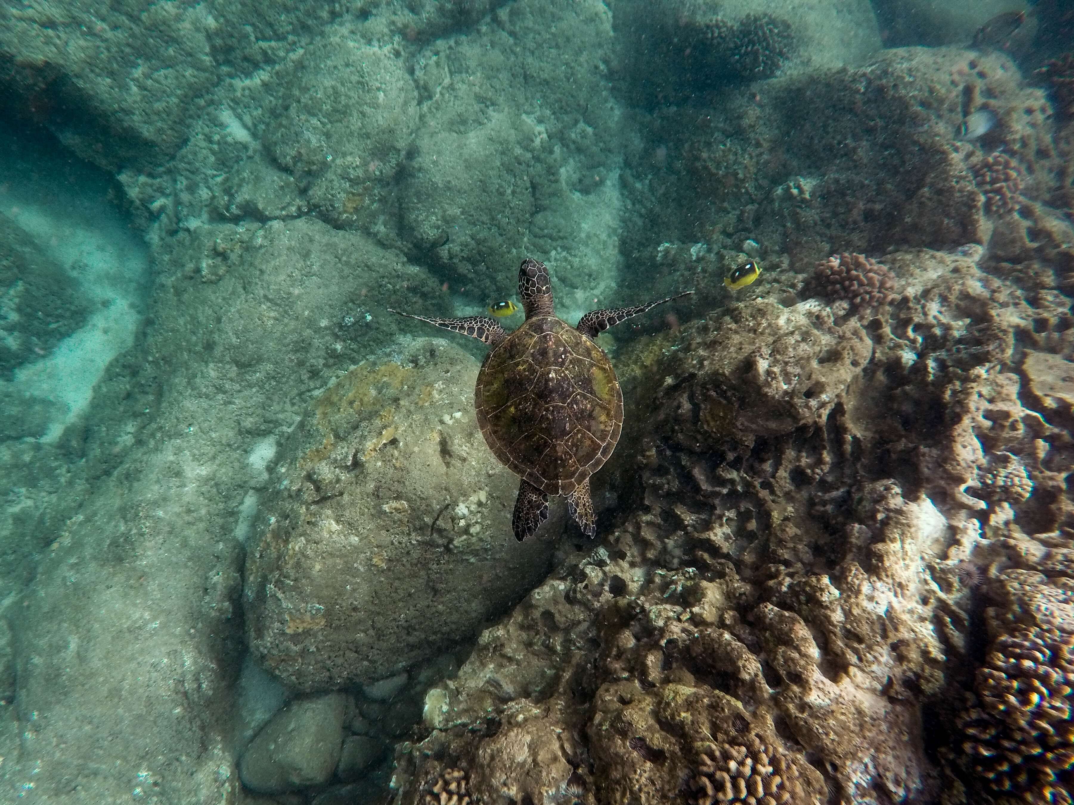 snorkelling is one of the best things to do in Oahu