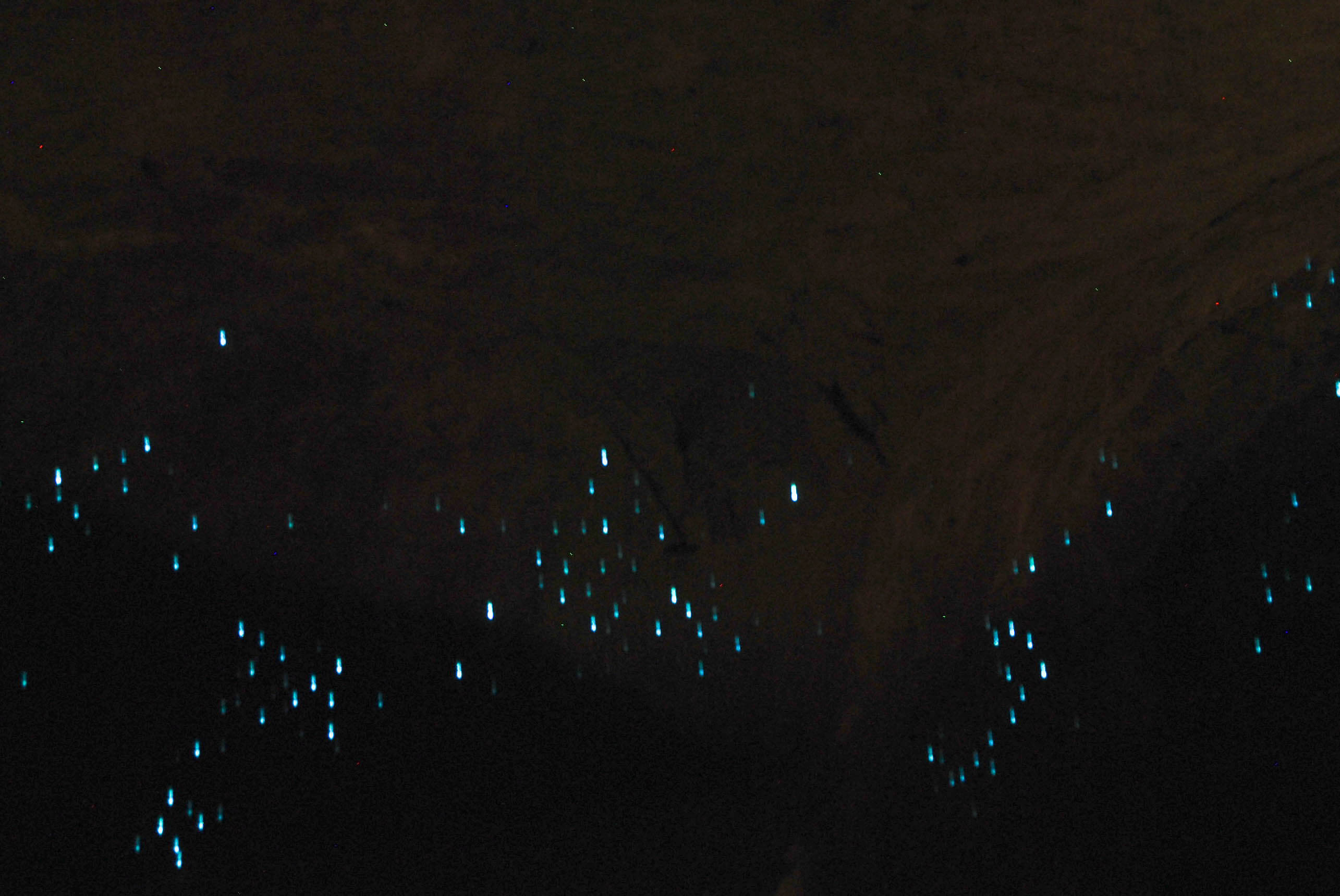 Hamilton Glow worms experience, Hamilton activity