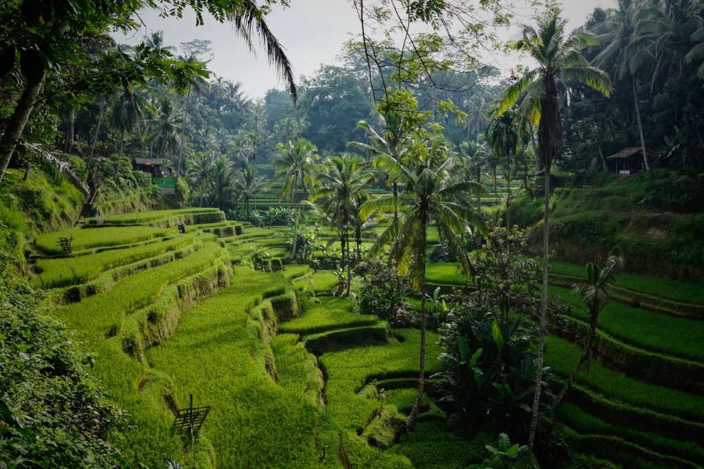 Bali Hiking Adventures green rice field