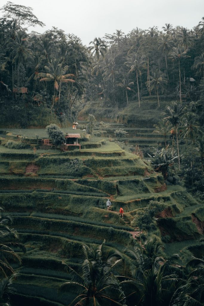 Is Ubud In Bali expensive in 2022 rice terraces